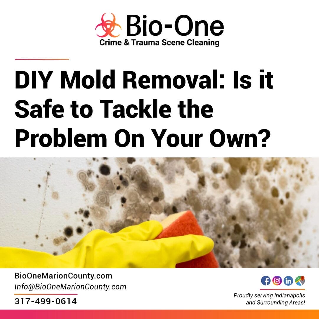 DIY Mold Removal: Is it Safe to Tackle the Problem On Your Own?